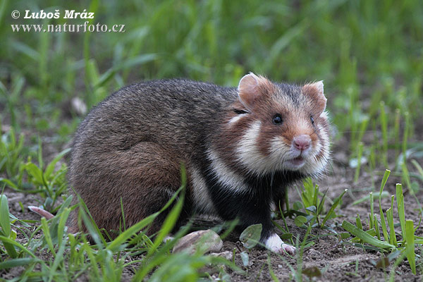 Eiropas kāmis