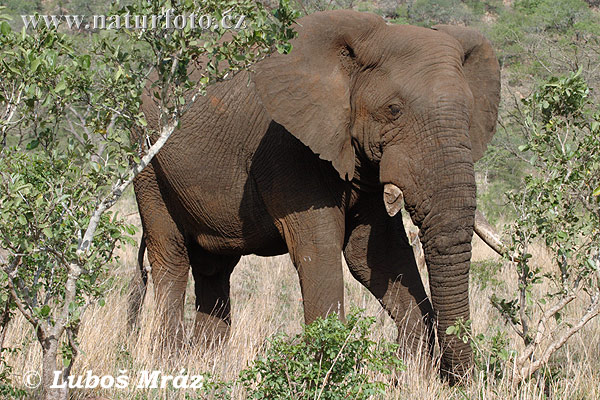 Elefant africà de sabana