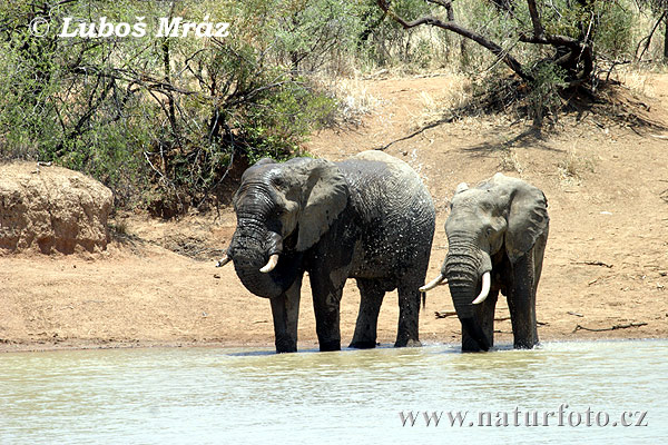 Elefante africano