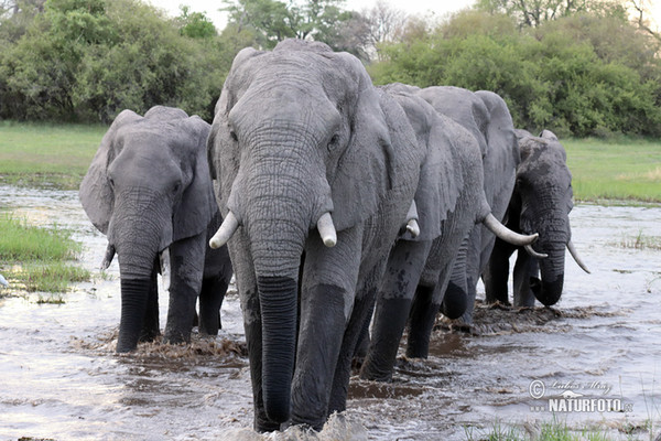 Elefante africano de sabana