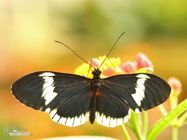 Eleuchia Longwing (Heliconius eleuchia)