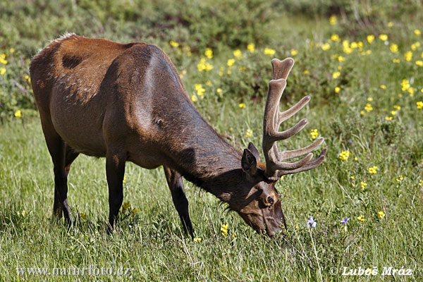 Elk Wapiti (Cervus elaphus canadensis)