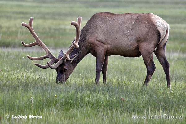 Elk