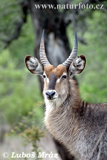 Ellipsvattenbock