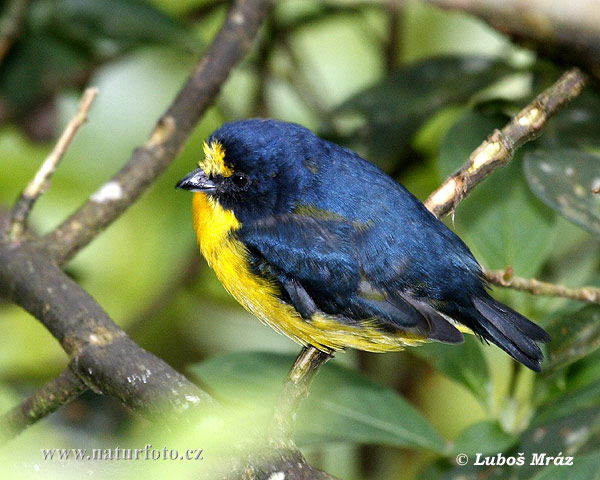 ellow-throated Euphonia