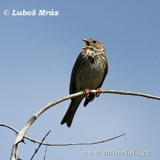 Emberiza calandra