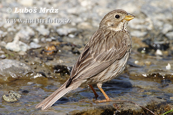 Emberiza calandra