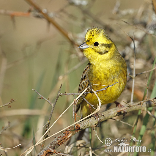 Emberiza citrinella