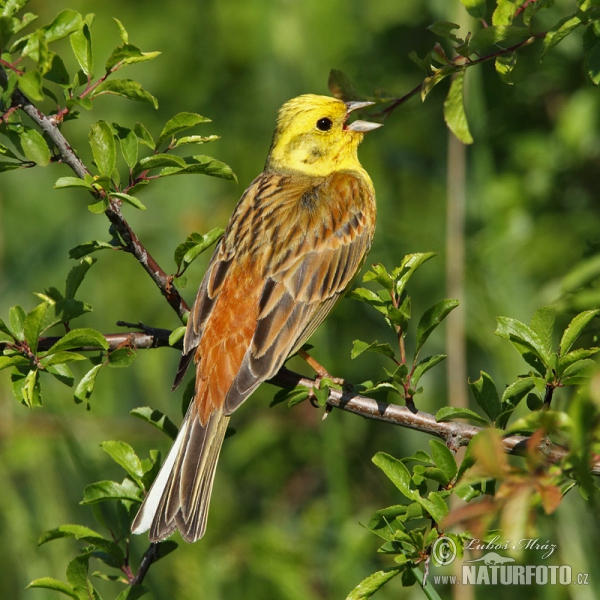 Emberiza citrinella