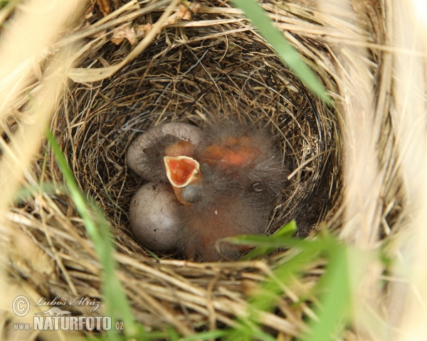 Emberiza citrinella