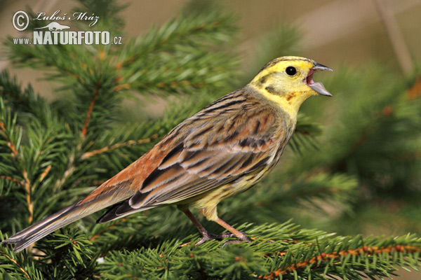 Emberiza citrinella