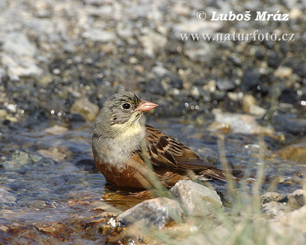 Emberiza hortulana