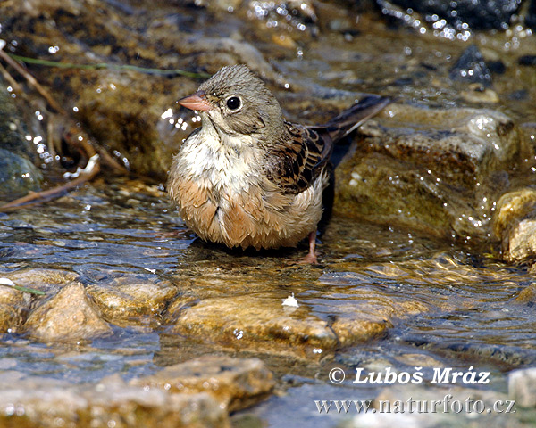 Emberiza hortulana