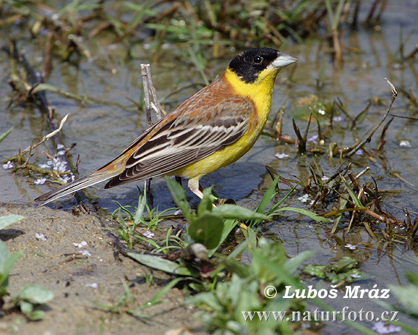 Emberiza melanocephala