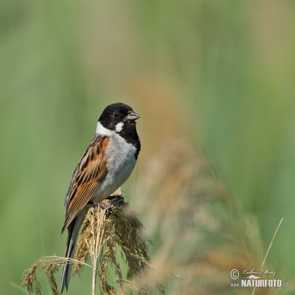 Emberiza schoeniclus