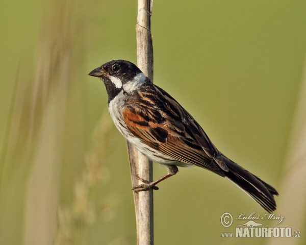 Emberiza schoeniclus