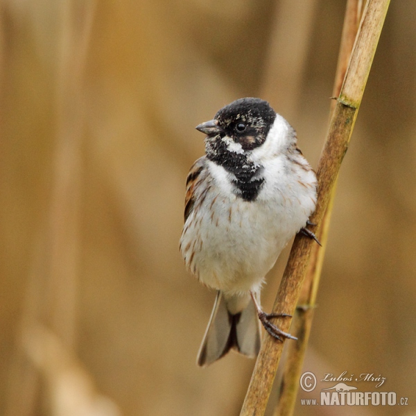 Emberiza schoeniclus