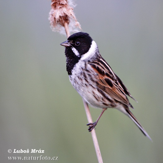 Emberiza schoeniclus