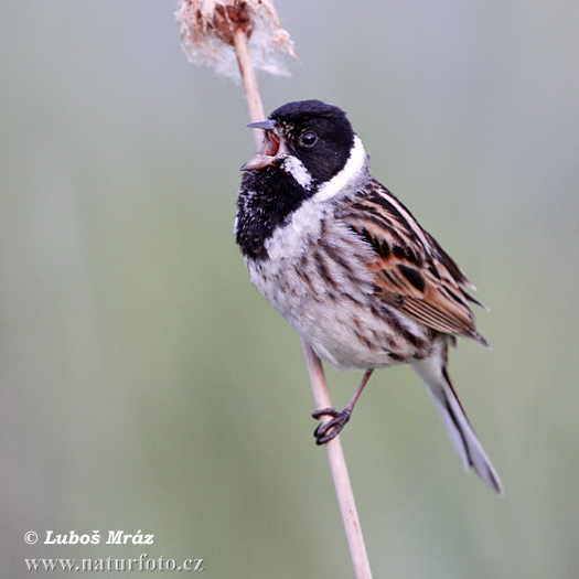 Emberiza schoeniclus