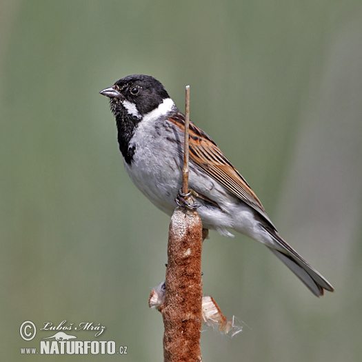 Emberiza schoeniclus