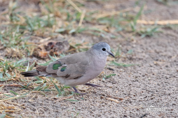 Emerald-spotted Wood-Dove (Turtur chalcospilos)