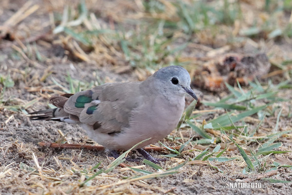 Emerald-spotted Wood-Dove (Turtur chalcospilos)