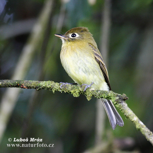 Empidonax flavescens