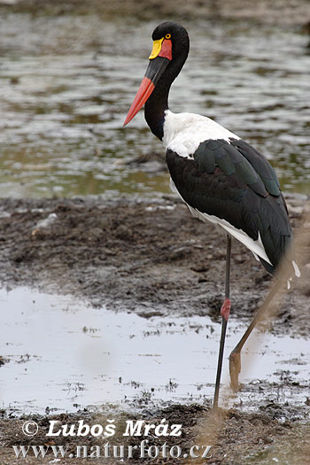 Ephippiorhynchus senegalensis