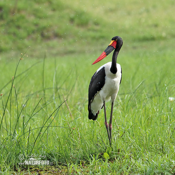 Ephippiorhynchus senegalensis