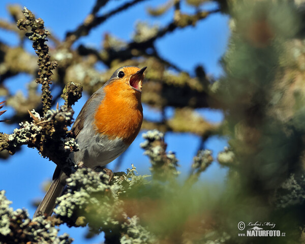 Erithacus rubecula