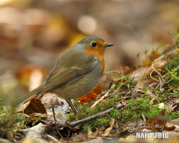 Erithacus rubecula