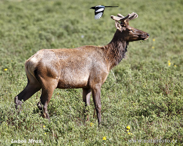 ervus canadensis