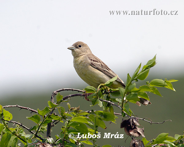 Escribano Cabecinegro