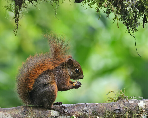 Esquirol de cua vermella