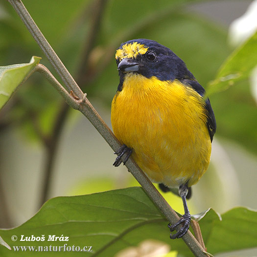 Euphonia hirundinacea