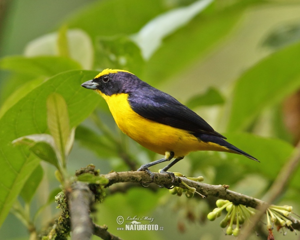 Euphonia laniirostris