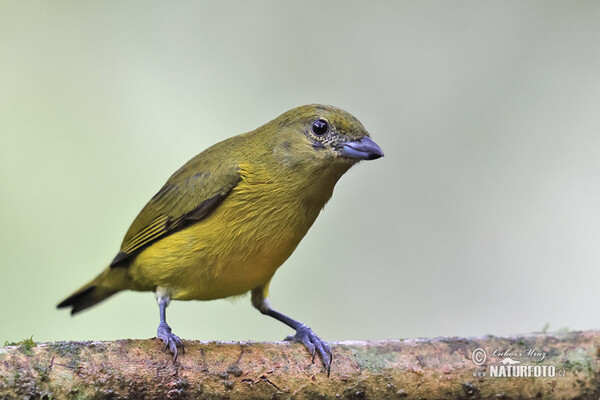 Euphonia laniirostris