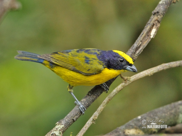 Euphonia laniirostris