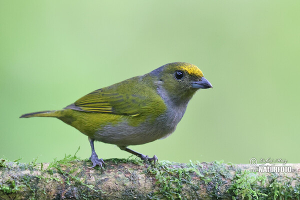 Euphonia xanthogaster