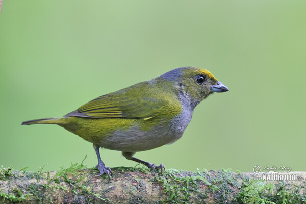 Euphonia xanthogaster