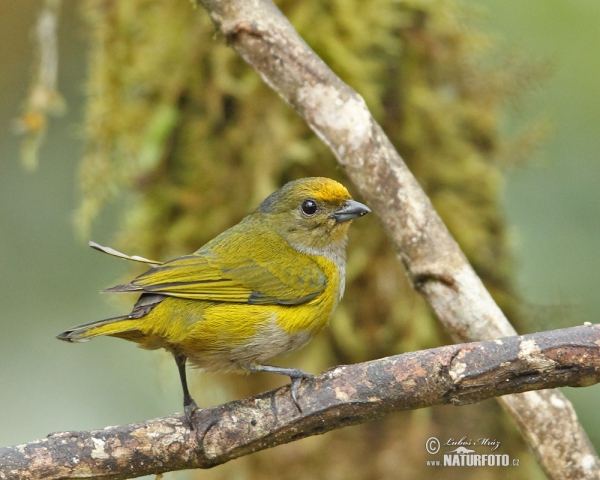 Euphonia xanthogaster