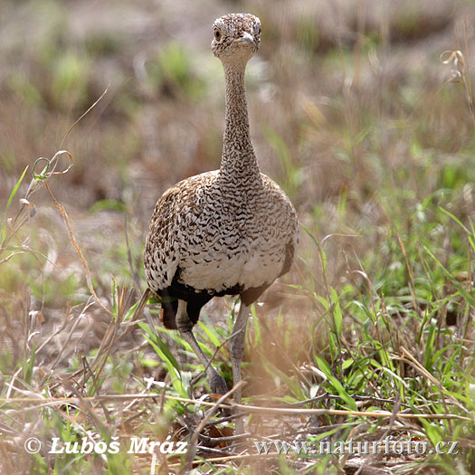 Eupodotis ruficrista