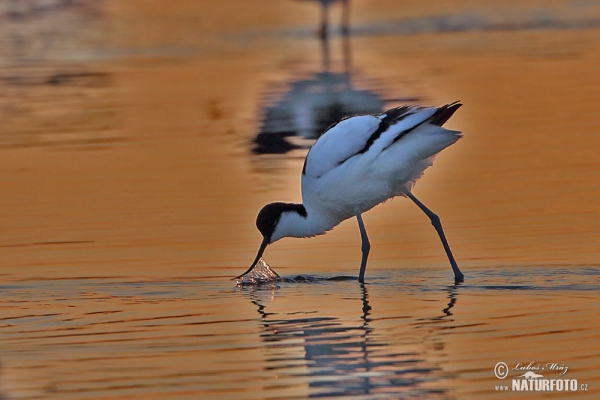 Eurasian Avocet (Recurvirostra avosetta)