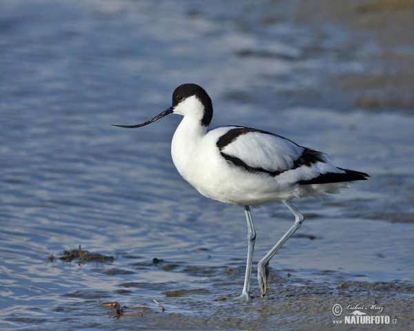 Eurasian Avocet (Recurvirostra avosetta)