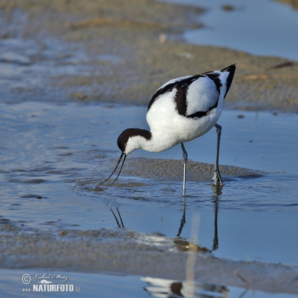 Eurasian Avocet (Recurvirostra avosetta)