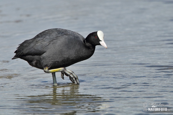 Eurasian Coot (Fulica atra)