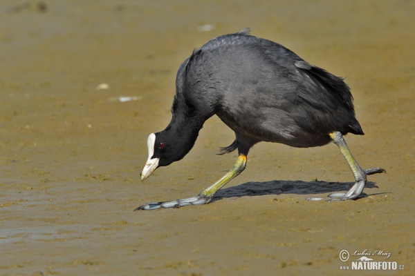 Eurasian Coot (Fulica atra)