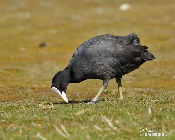 Eurasian Coot (Fulica atra)