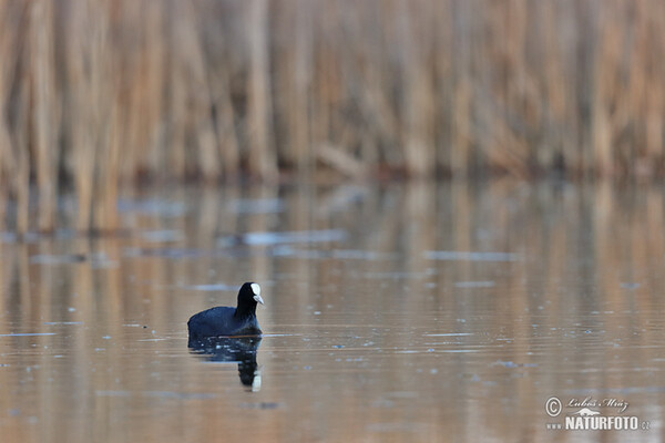 Eurasian Coot (Fulica atra)