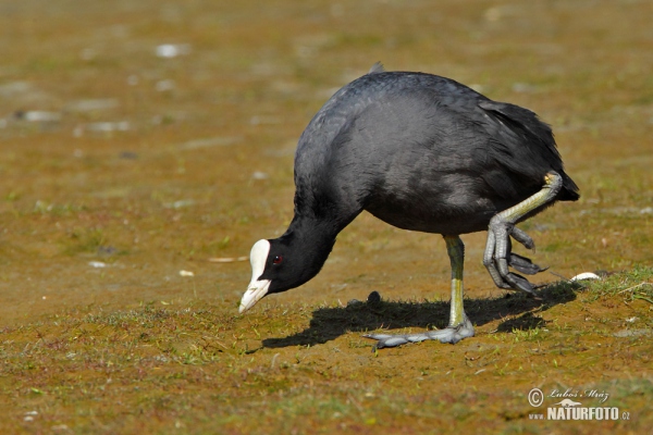 Eurasian Coot (Fulica atra)